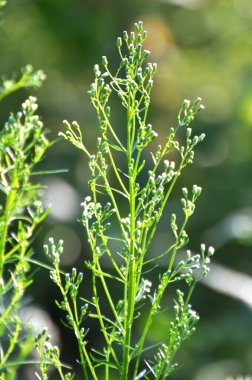 Erigeron kanadensis yazın doğada yetişir.
