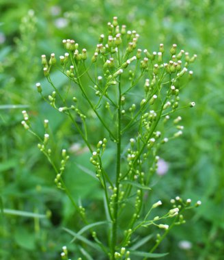 Erigeron kanadensis yazın doğada yetişir.
