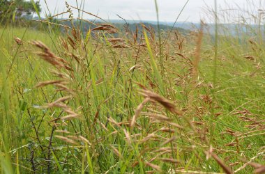In the wild grows cereal forage grass for animals - bromus inermis clipart