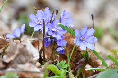 Ormanda ilkbahar çiçek açıyor Hepatica nobilis.