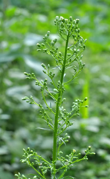 Erigeron kanadensis yazın doğada yetişir.