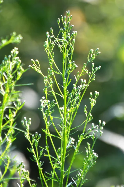 Erigeron kanadensis yazın doğada yetişir.