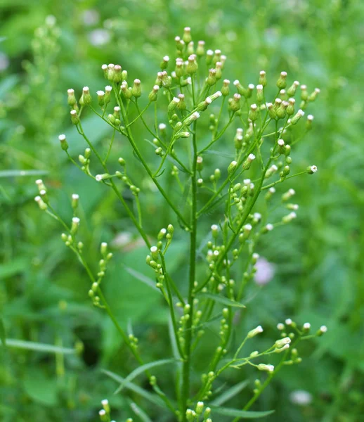 Erigeron kanadensis yazın doğada yetişir.