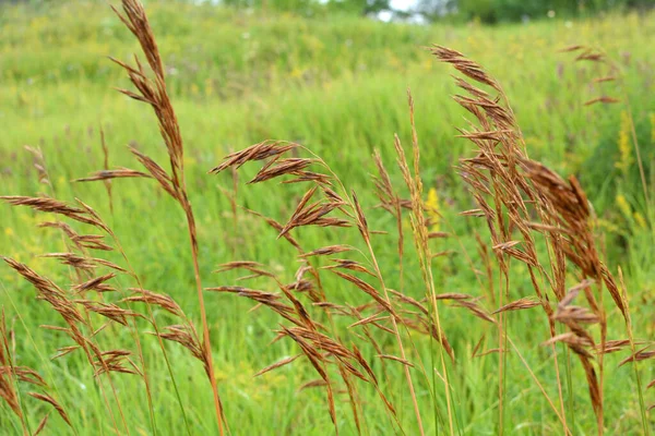 Het Wild Groeit Graan Voedergras Voor Dieren Bromus Inermis — Stockfoto