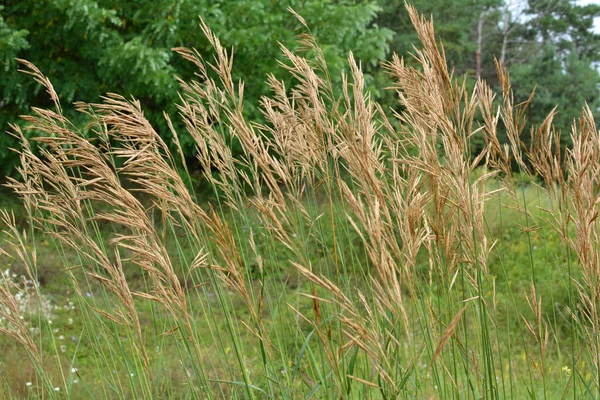 Freier Wildbahn Wächst Getreidefutter Gras Für Tiere Bromus Inermis — Stockfoto