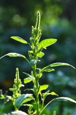 Doğada, tarlada, bir yabani ot gibi, yaygın olarak yetişir.