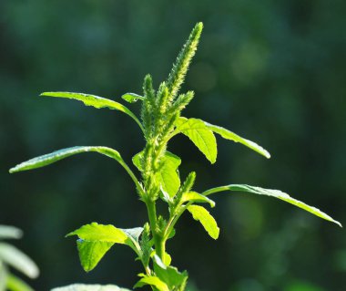 Doğada, tarlada, bir yabani ot gibi, yaygın olarak yetişir.