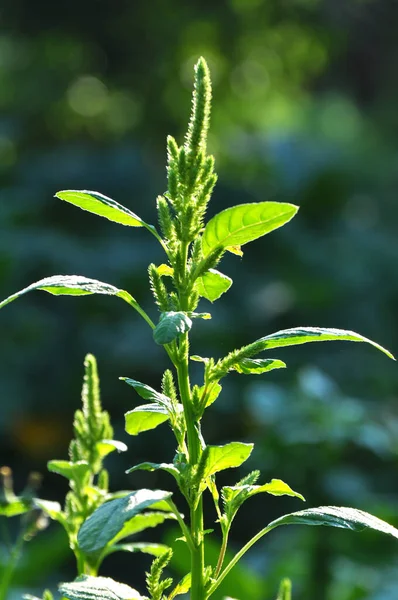 Přírodě Poli Jako Plevel Roste Obyčejný Amaranthus — Stock fotografie