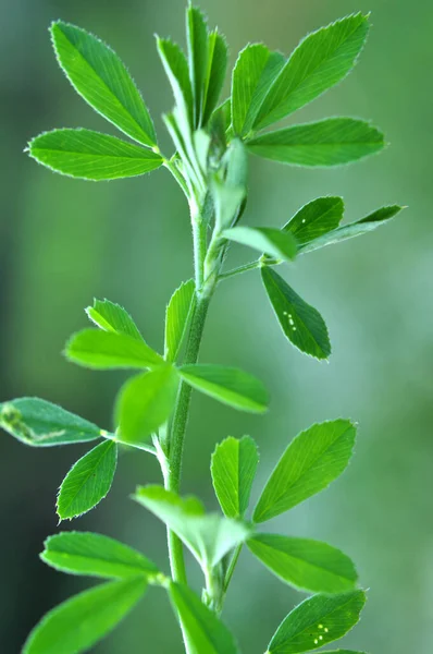 Spring Farm Field Young Alfalfa Grows — Stock Photo, Image