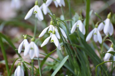 Ormanda ilkbahar karlarında (Galanthus nivalis) çiçek açar..