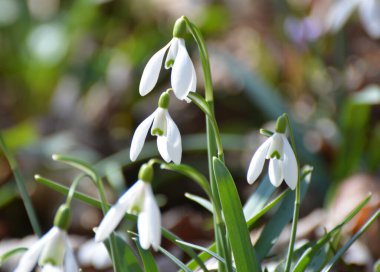 Ormanda ilkbahar karlarında (Galanthus nivalis) çiçek açar..