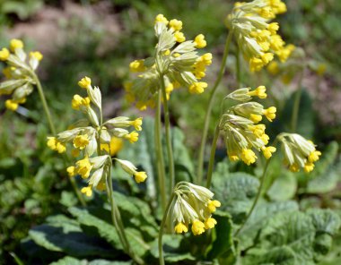 İlkbaharda, Primula veris (Primula veris) vahşi doğada açar.