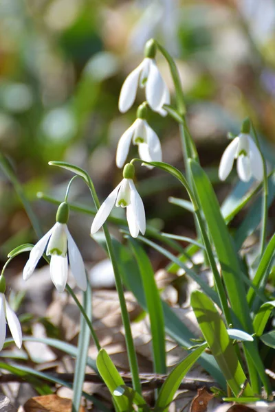 Lese Divočině Jarních Sněhových Kapkách Galanthus Nivalis Kvetou — Stock fotografie