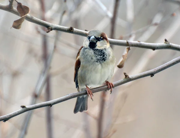 Moineaux Passer Dans Nature Assis Sur Une Branche — Photo