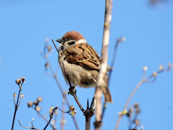 Sparrows Passer Selvagem Sentar Ramo — Fotografia de Stock