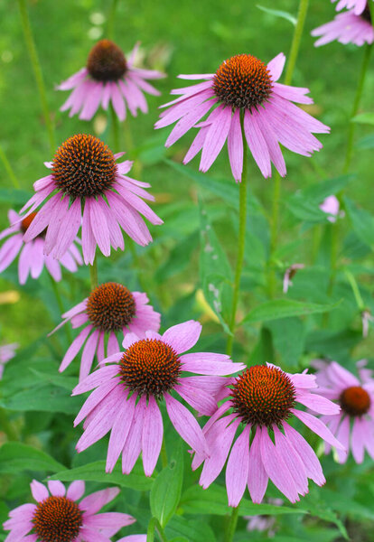 Цветение в природе многолетнее растение из семейства aster echinacea purpurea