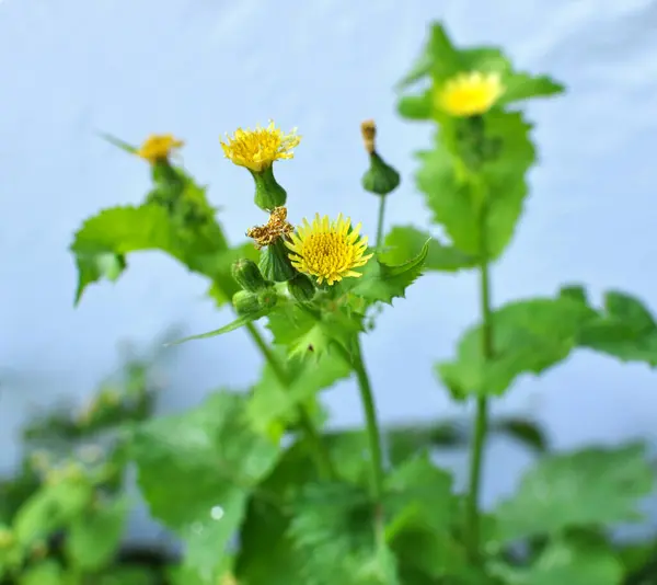 Oset Żółty Sonchus Asper Rośnie Wolności — Zdjęcie stockowe