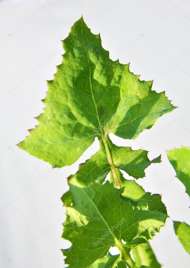 Yellow thistle (Sonchus asper) grows in the wild.