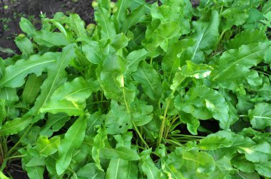 Sorrel bahçedeki açık organik toprakta yetişir.