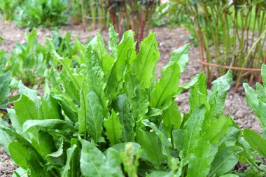 Sorrel bahçedeki açık organik toprakta yetişir.