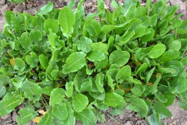 Sorrel bahçedeki açık organik toprakta yetişir.