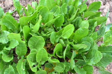 Sorrel bahçedeki açık organik toprakta yetişir.