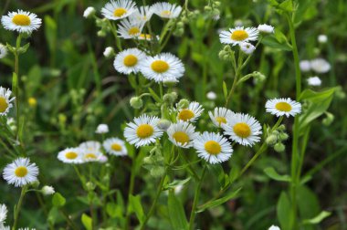 Çayırda yaz, vahşi Erigeron Annuus 'ta çiçek açar. 