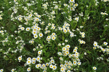 Çayırda yaz, vahşi Erigeron Annuus 'ta çiçek açar. 