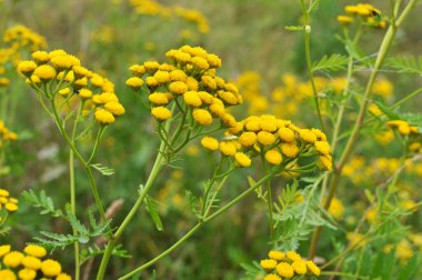 Sıradan Tansy (Tanasetum vulgare) doğadaki çayırlarda çiçek açar.