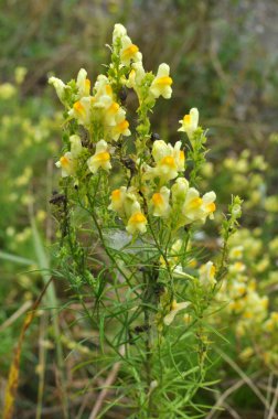 Linaria yabani otların arasında çiçek açar.