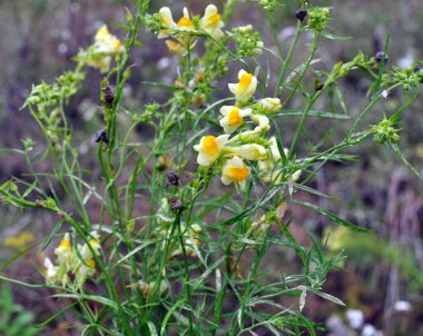 Linaria vulgaris blooms in the wild among grasses clipart