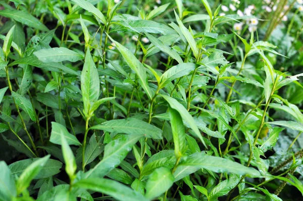 Ganja Persicaria Lapathifolia Tumbuh Lapangan Antara Tanaman Pertanian — Stok Foto