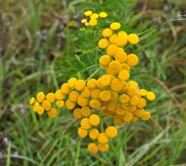 Tanaceto Ordinario Tanacetum Vulgare Fiorisce Nel Prato Natura — Foto Stock