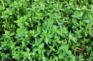 Poligonum aviculare otları vahşi doğada yetişir.