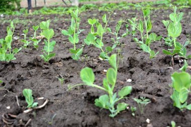 Açık organik toprakta taze bezelye filizlenir.