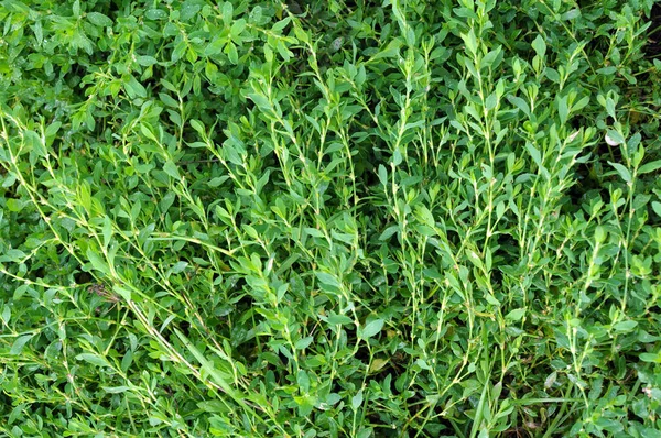 Polygonum Aviculare Grass Grows Wild — Stock Photo, Image