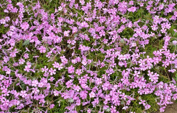 Phlox Subulata Blooms Flowerbed — Stock Photo, Image