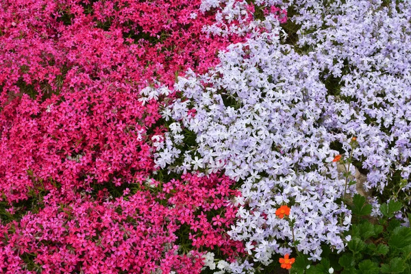 Wiosną Phlox Subulata Kwitnie Klombie — Zdjęcie stockowe