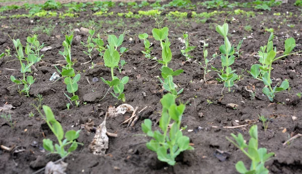 オープン有機土壌に発芽した若いエンドウ豆の芽 — ストック写真
