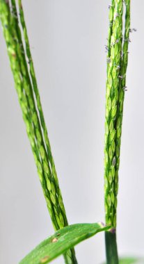 Vahşi doğada, Digitaria sanguinalis tarlada ot gibi yetişir.