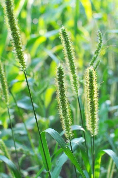 Setaria Grows Field Nature — Stock Photo, Image