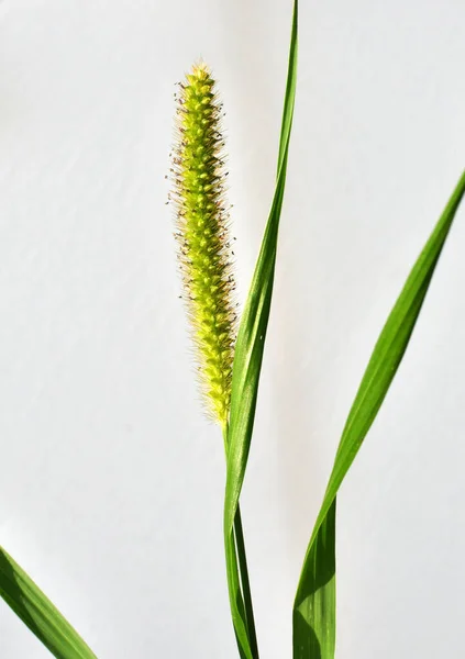 Setaria Växer Fältet Naturen — Stockfoto