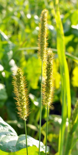 Setaria Wächst Auf Dem Feld Der Natur — Stockfoto