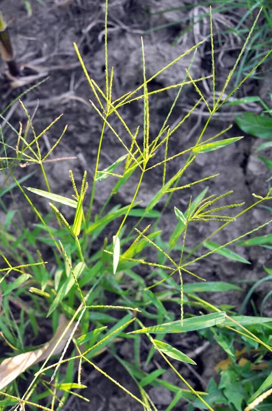 Dziczy Digitaria Sanguinalis Rośnie Polu Jak Chwast — Zdjęcie stockowe