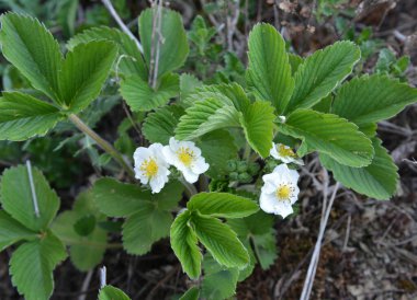 İlkbaharda, vahşi çilekler doğada çiçek açar.