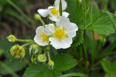 İlkbaharda, vahşi çilekler doğada çiçek açar.
