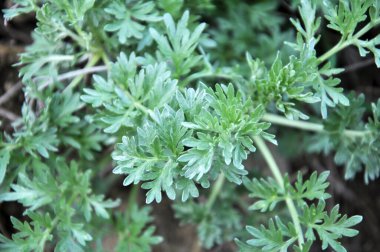 Acı pelin otu (Artemisia absinthium) vahşi doğada yetişir.