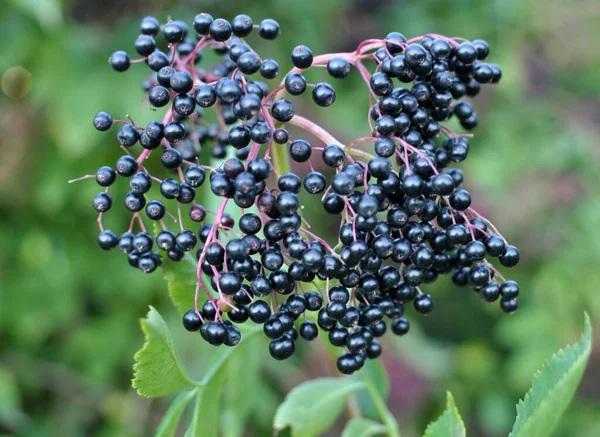 Ein Bund Holunder Mit Reifen Schwarzen Beeren — Stockfoto