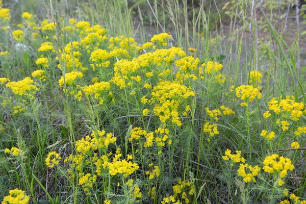 Nella Primavera Delle Erbe Selvatiche Fiorisce Euphorbia Cyparissias — Foto Stock