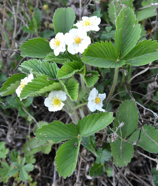 Primavera Las Fresas Silvestres Florecen Naturaleza — Foto de Stock